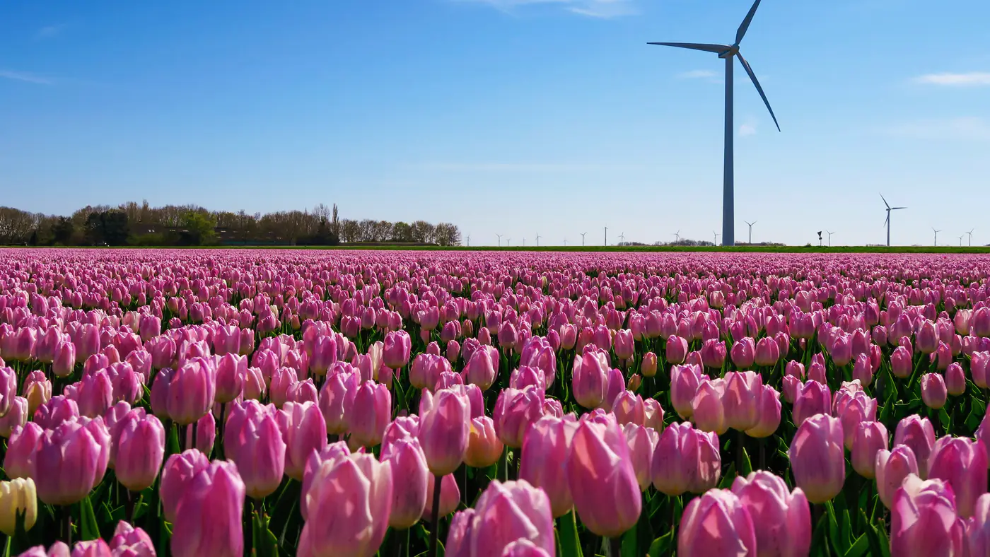 Tulpenveld en windturbine in Flevoland
