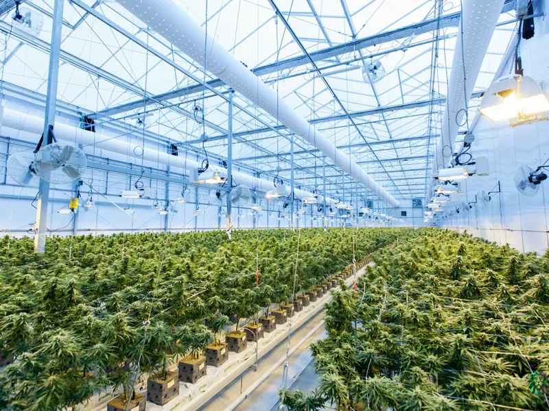 Moderne kas met groeilicht en installaties