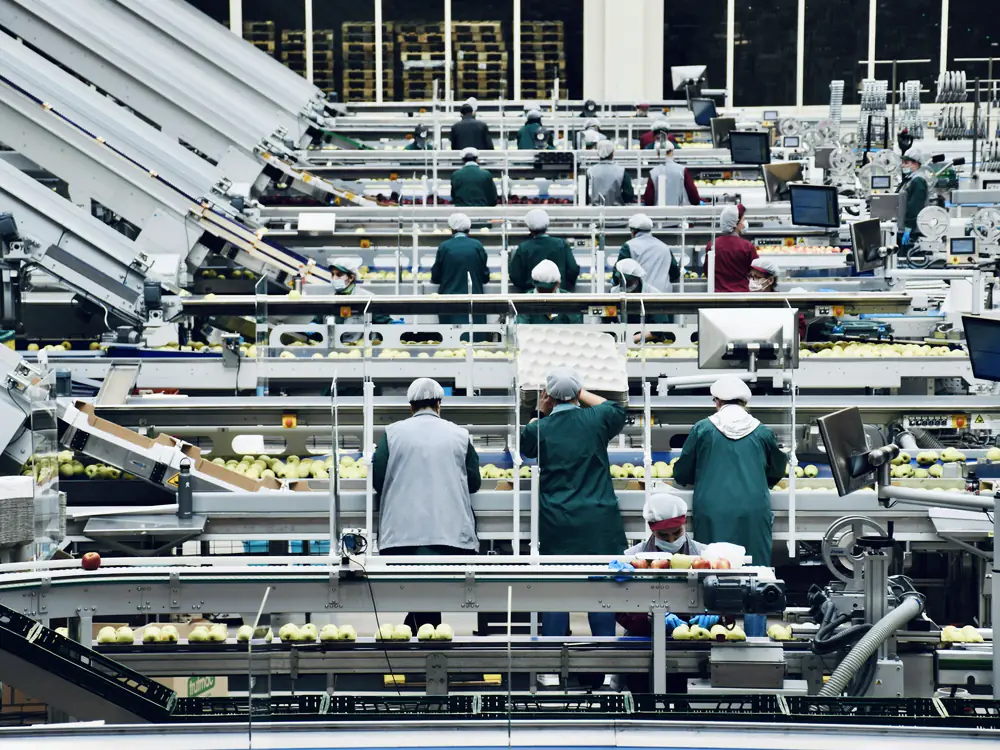 Fruit op een sorteerlijn met medewerkers in hygienekleding