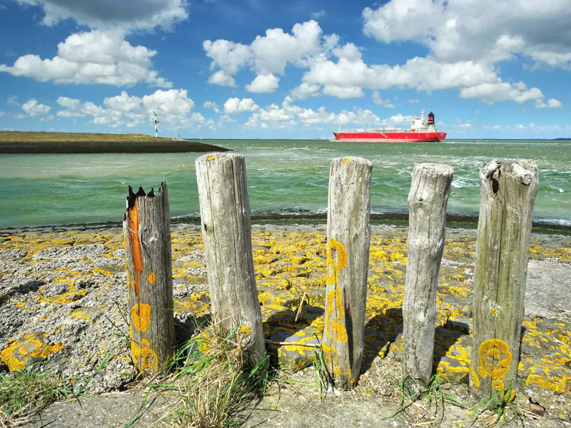 Houten palen aan de Westerschelde bij Terneuzen met een schip